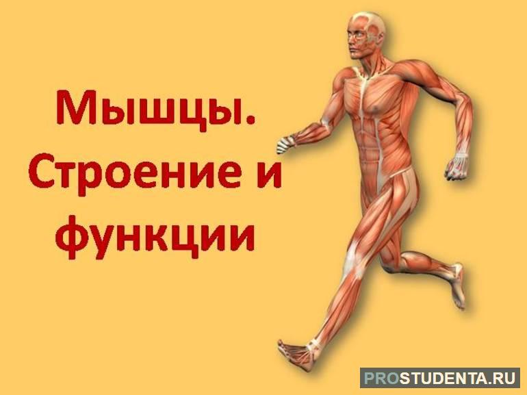 Мышцы человека строение и их функции (биология, 8 класс) 