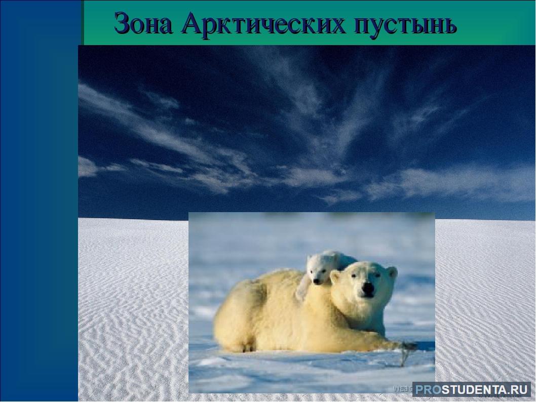 Тему зона арктических пустынь 4 класс. Зона арктических пустынь 4 класс. Природные зоны России арктические пустыни. Животные зоны арктических пустынь 4 класс. Зона Арктики 4 класс.