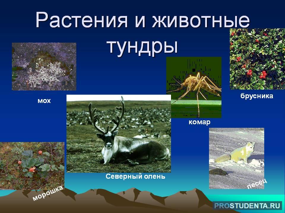 Проект животный мир тундры 5 класс