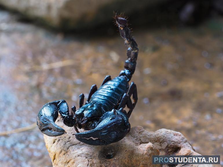 К какому виду относится скорпион 