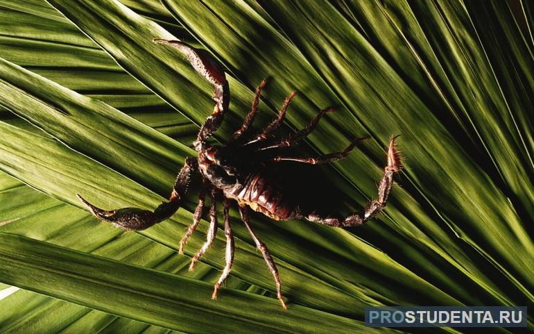 Скорпион паук 