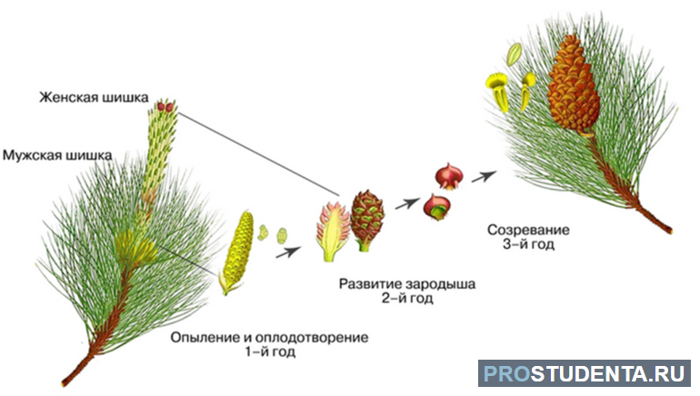 Схема размножение голосеменных растений 