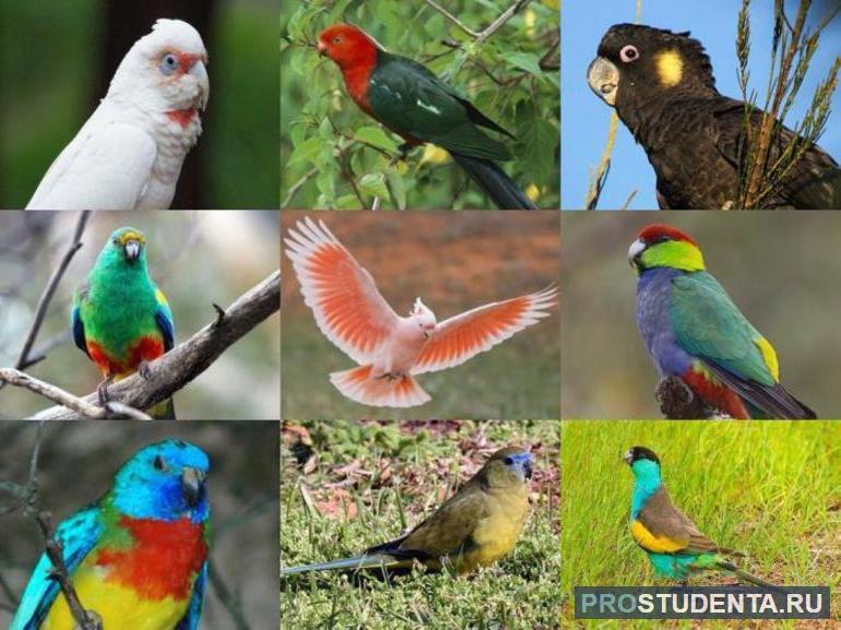 Виды попугаев Австралии