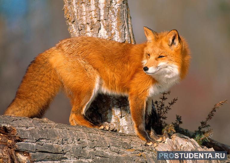 Обыкновенная лисица 
