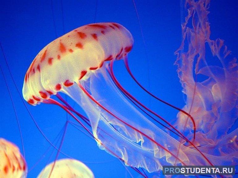 Информация о медузах 