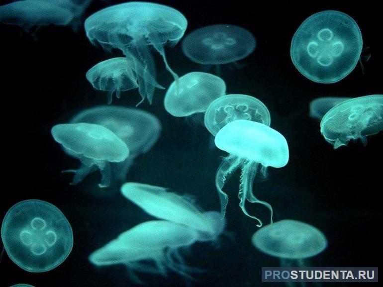 Сообщение про медузу 