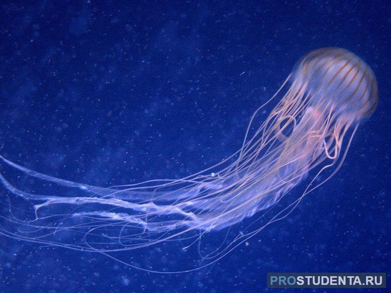 Сообщение о медузе 
