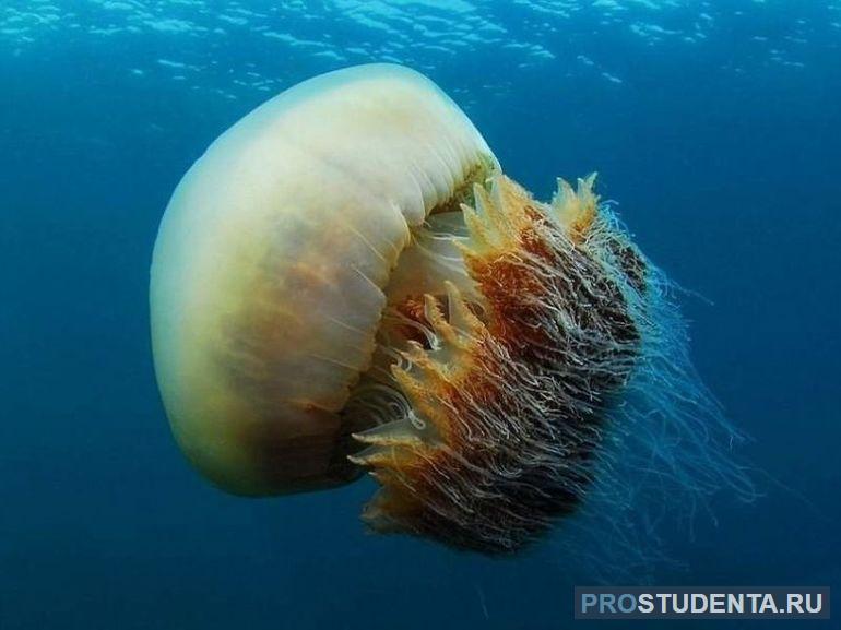 Сообщение о медузе