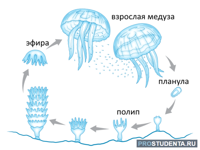 Медуза биология 