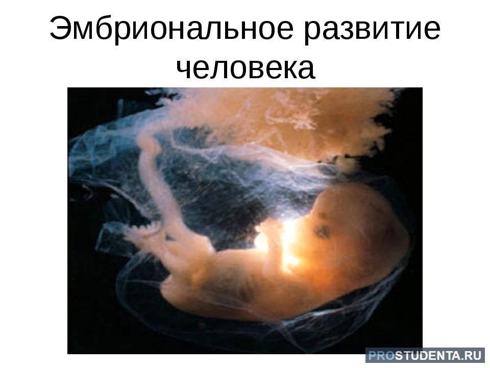 Доклад: Эмбриональный период развития человека