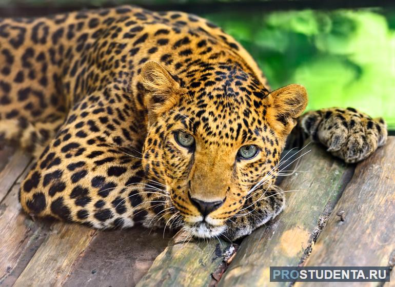 Доклад о леопарде: краткое сообщение о животном