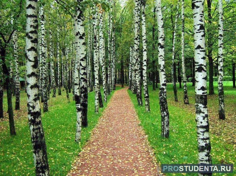 На Московской аллее растут березы