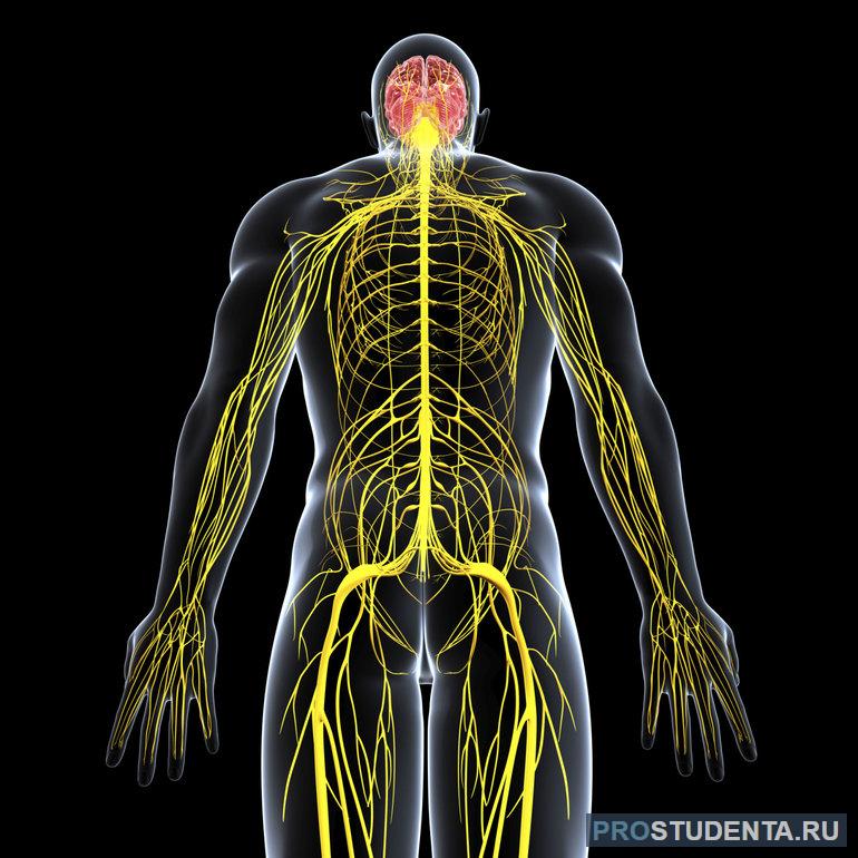 Значения нервной системы человека