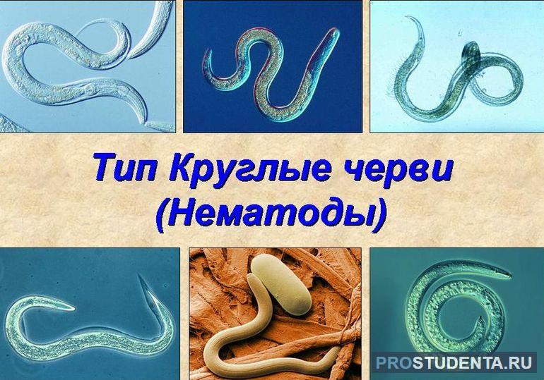 Строение и общая характеристика круглых червей
