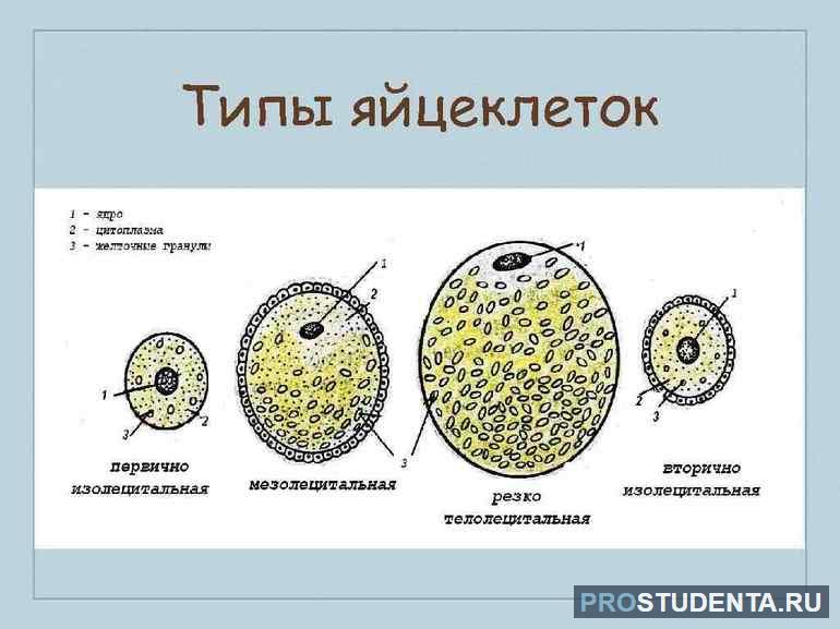 Типы яйцеклеток