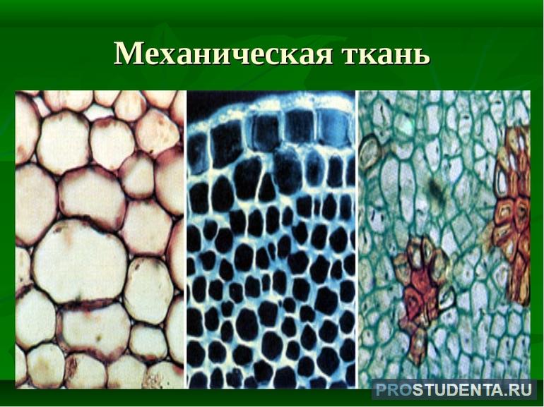 Механическая ткань растений