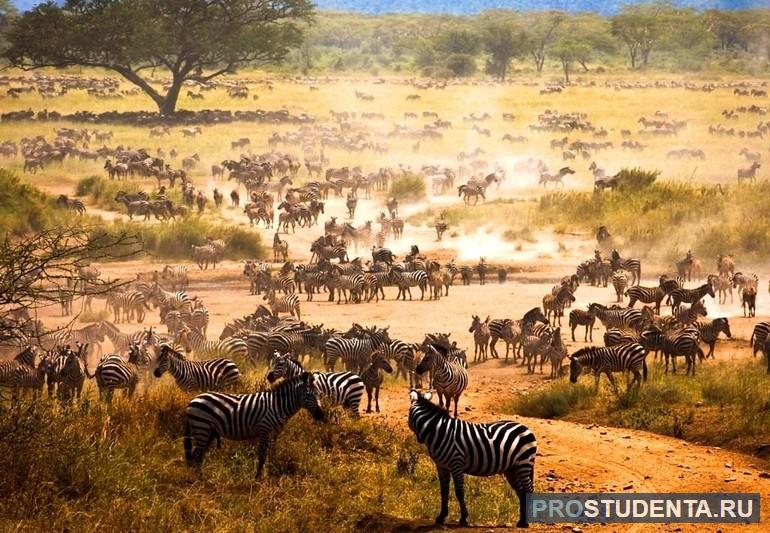 Национальные парки и заповедники Африки