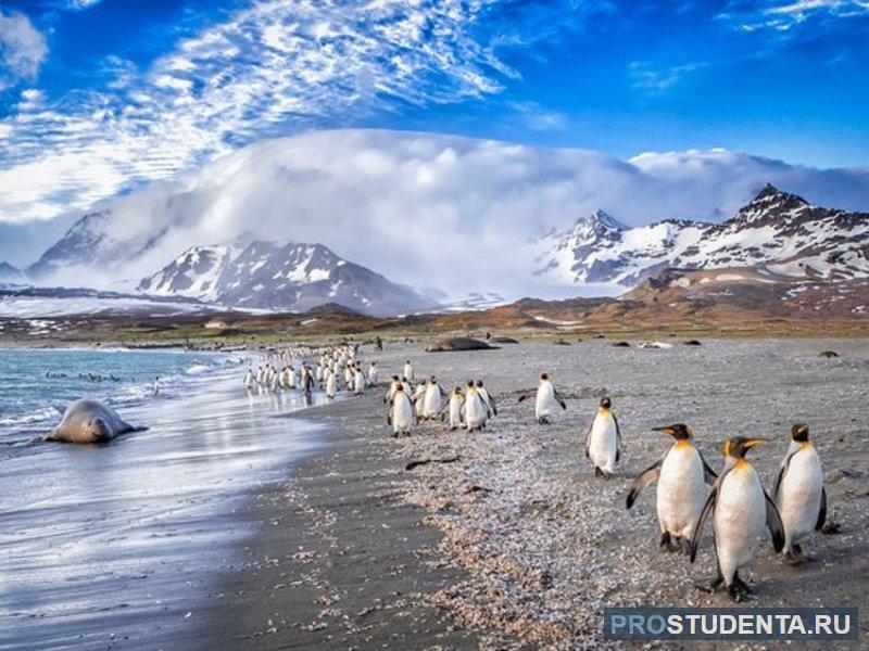 Пингвины на Фолклендских островах