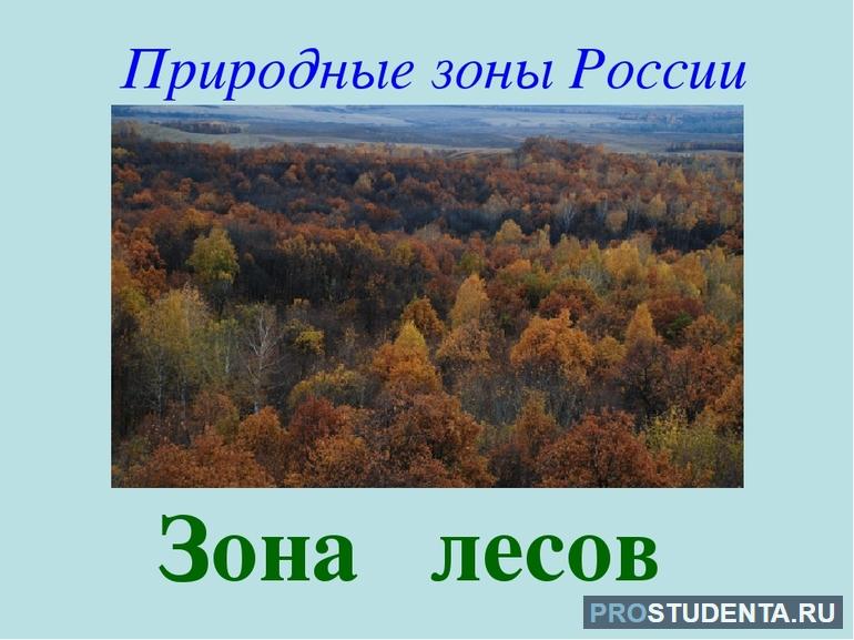 Зона лесов России (окружающий мир, 4 класс)