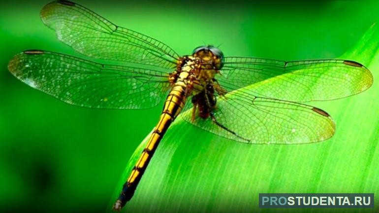 Сообщение про стрекоз: описание и образ жизни насекомых