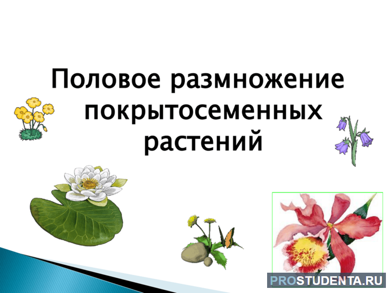 Реферат: Разновидности размножения растений