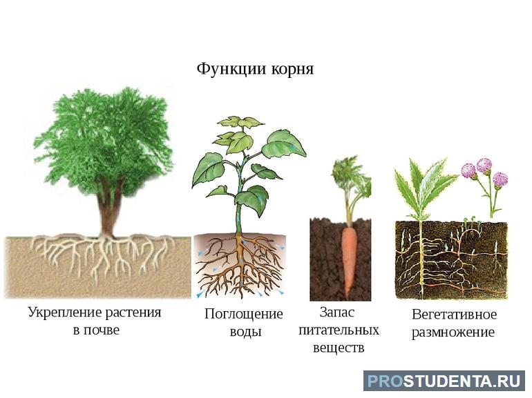 Разнообразие растений (окружающий мир 3 класс) 