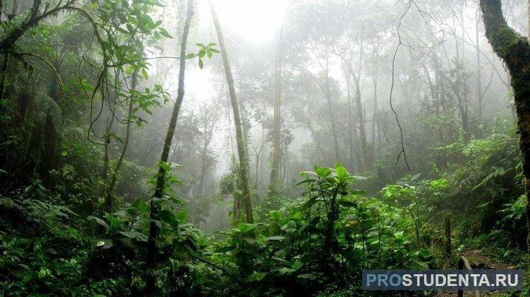 Лес в Амазонке высокий, густой