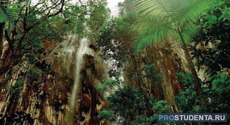 Тропические леса Австралии