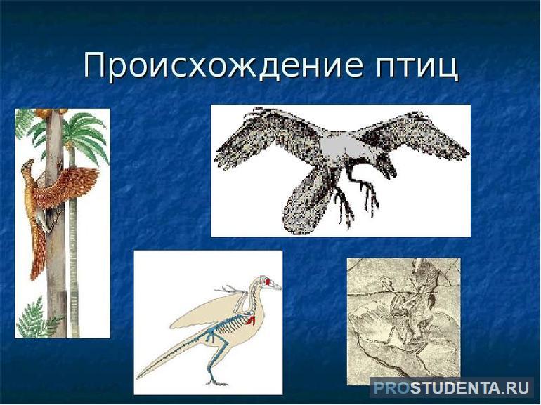 Происхождение птиц: кратко о доисторических предках и научных теориях