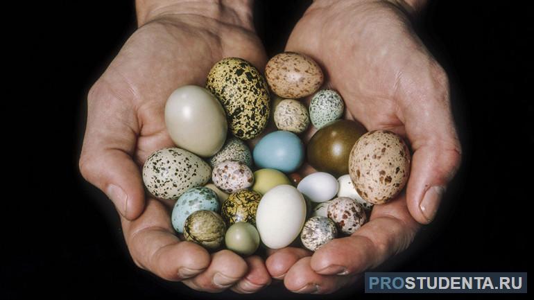 Птицы, как и рептилии, несут яйца в твердой скорлупе