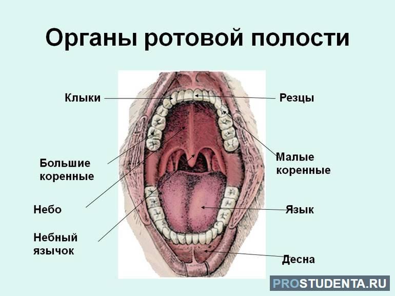 Органы рта