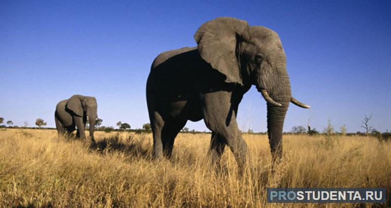 Где живут слоны в дикой африканской природе (окружающий мир, 1 класс)