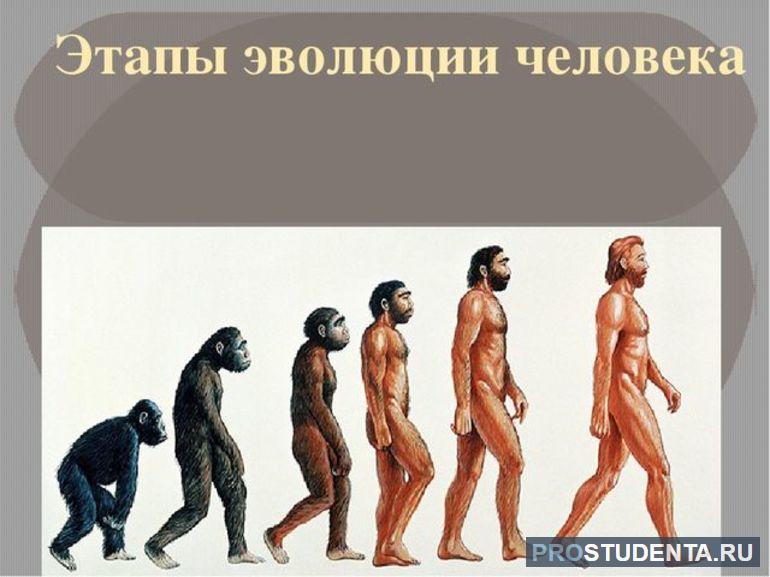 Описание основных этапов происхождения и эволюции человека