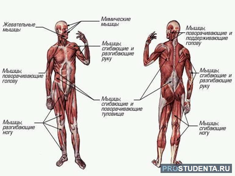  мышцы человеческого тела таблица