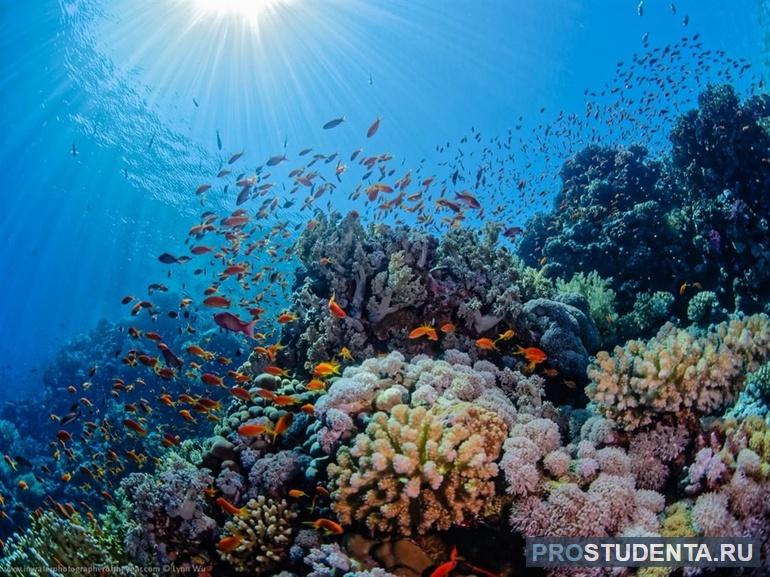 Биологические богатства океана