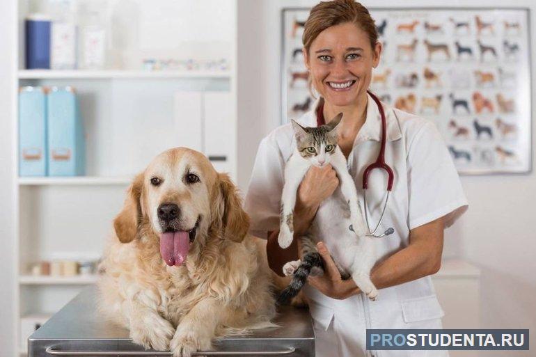 Ветеринарная медицина