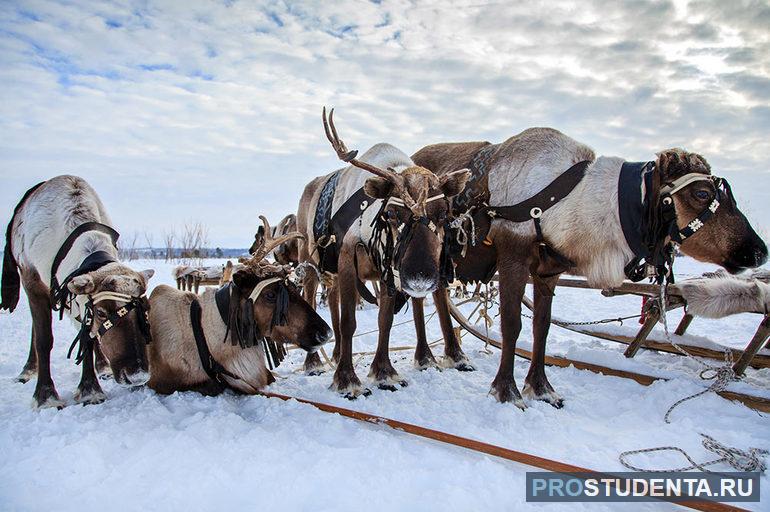 Северный район россии животноводство