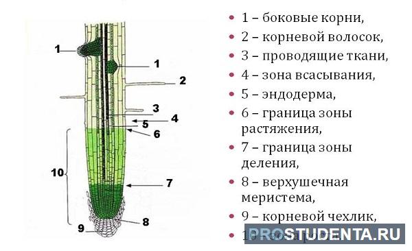 Какую функцию выполняет зона. Корневой чехлик строение. Строение и функции корневого чехлика.