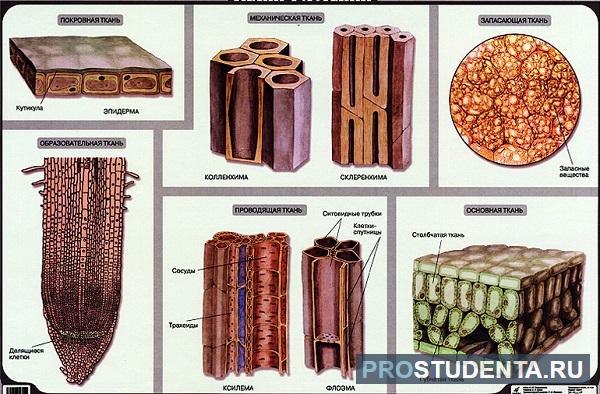 Реферат: Строение и классификация тканей
