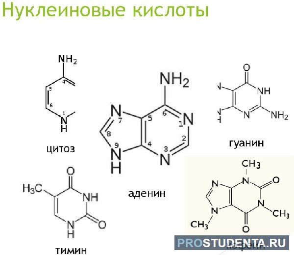 Классификация нуклеиновых кислот схема