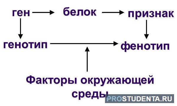 Роль генотипа и среды в формировании фенотипа