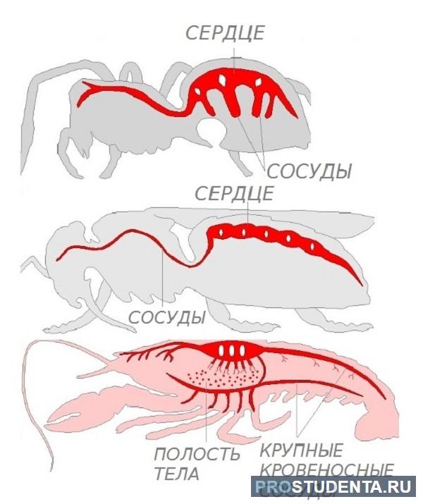 Кровеносная система членистоногих замкнутая